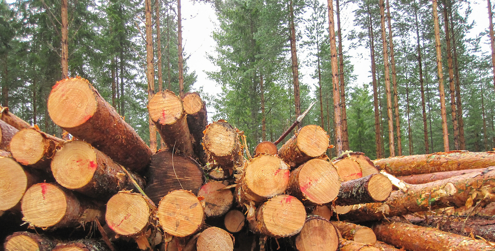 Pine_lumber