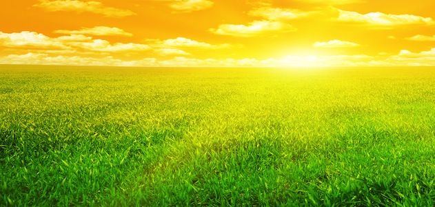 field-sunlight