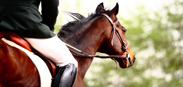 horse_rein-in