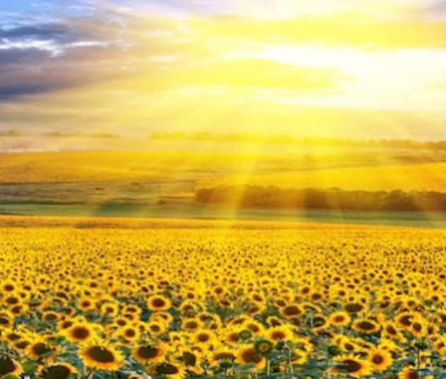 sunflower-field