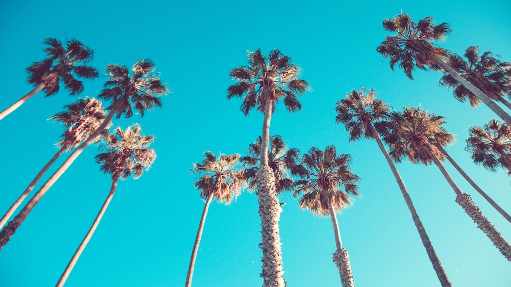 California high palms on the beach, blue sky background
