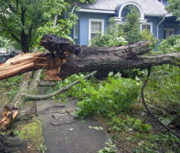 Fallen tree hurricane tornado storm devastation.