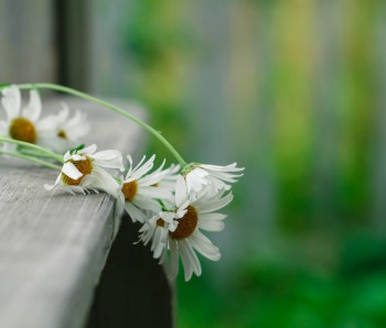 daisies lie on a wooden podium