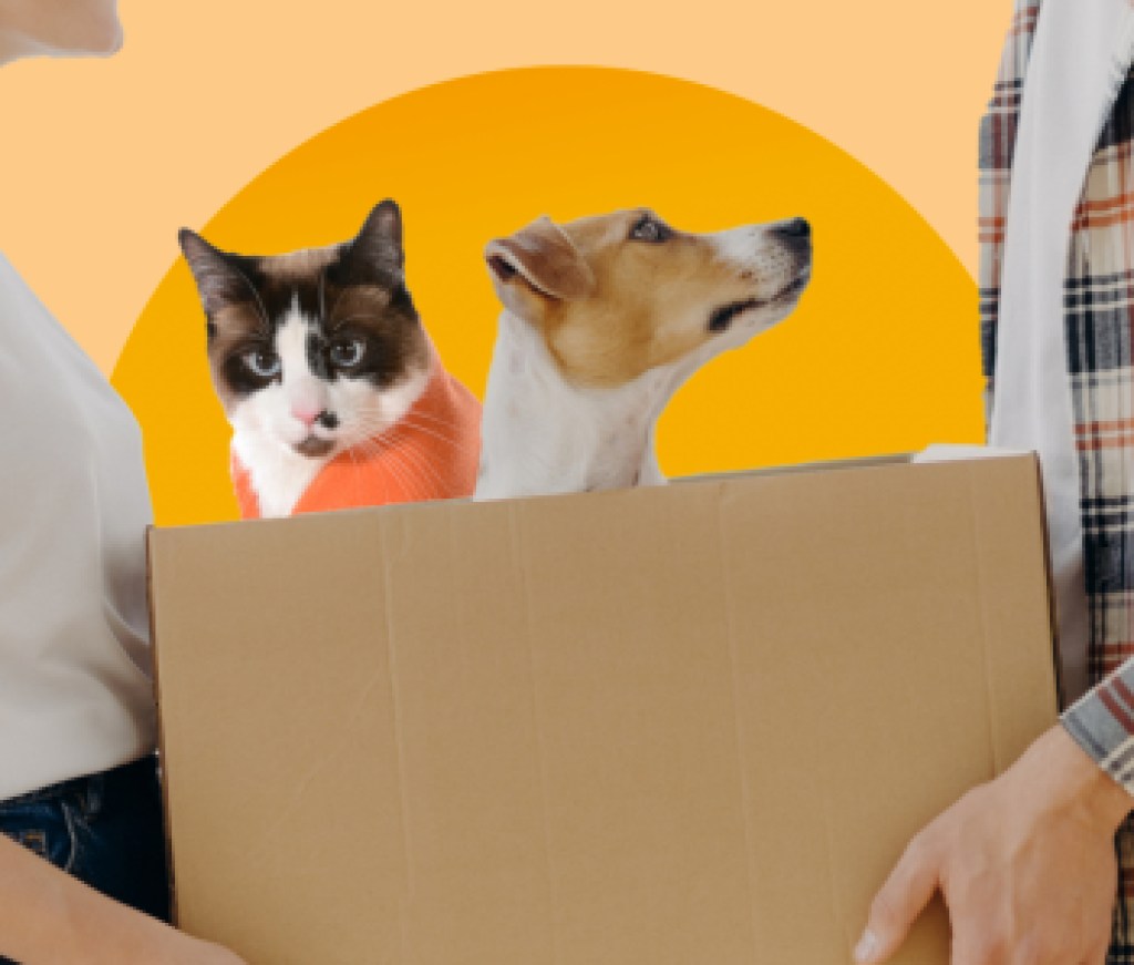 B2C Pets 2