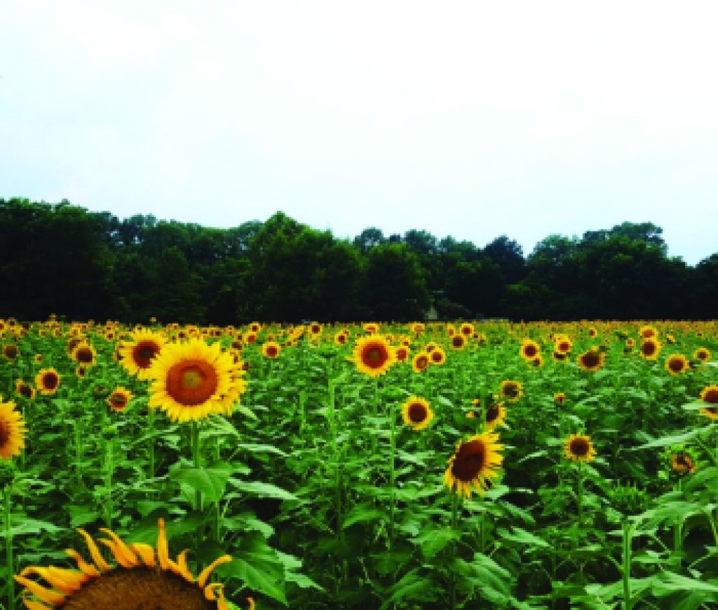 Close-up Of Yellow Flowers Growing In Field