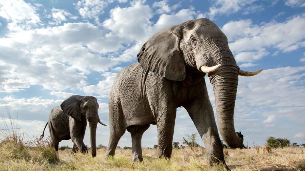 elephants