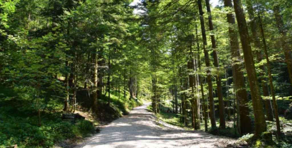 naturepath-woods