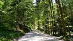 naturepath-woods