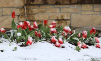 Early spring