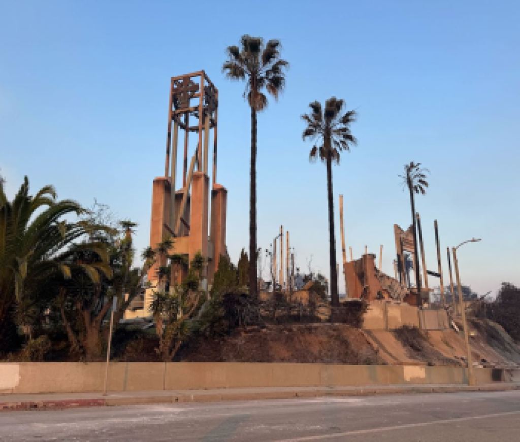 LA fires palm trees
