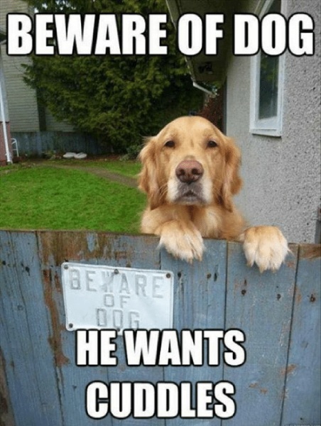 Beware of dog sign on fence with a dog with its paws on the fence saying he wants cuddles.