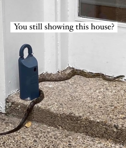 Lockbox on a front porch with a snake wrapped around it.