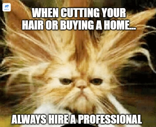 Meme of cat with hair sticking up.