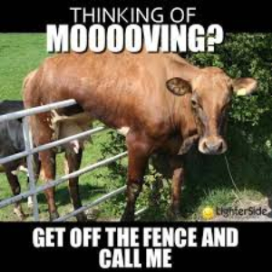 Meme of cow stuck on a fence.