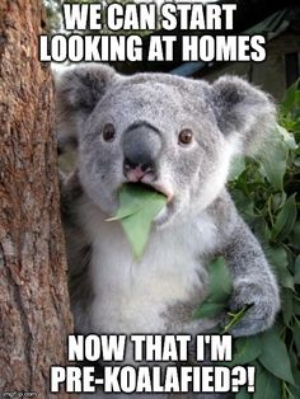 Meme of koala with leaves in its mouth.