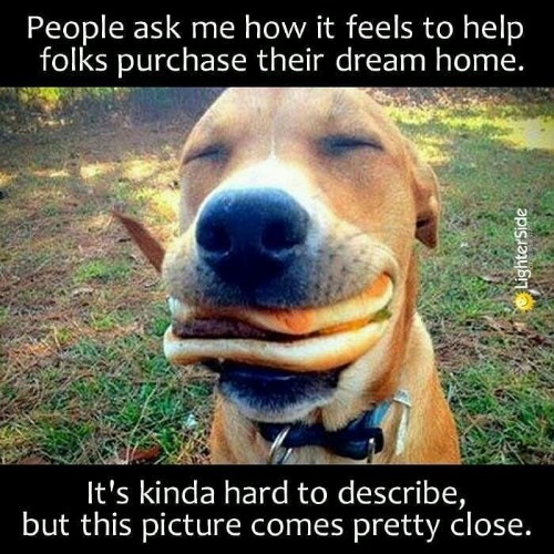 Tan dog with a cheeseburger in it's mouth and smiling.