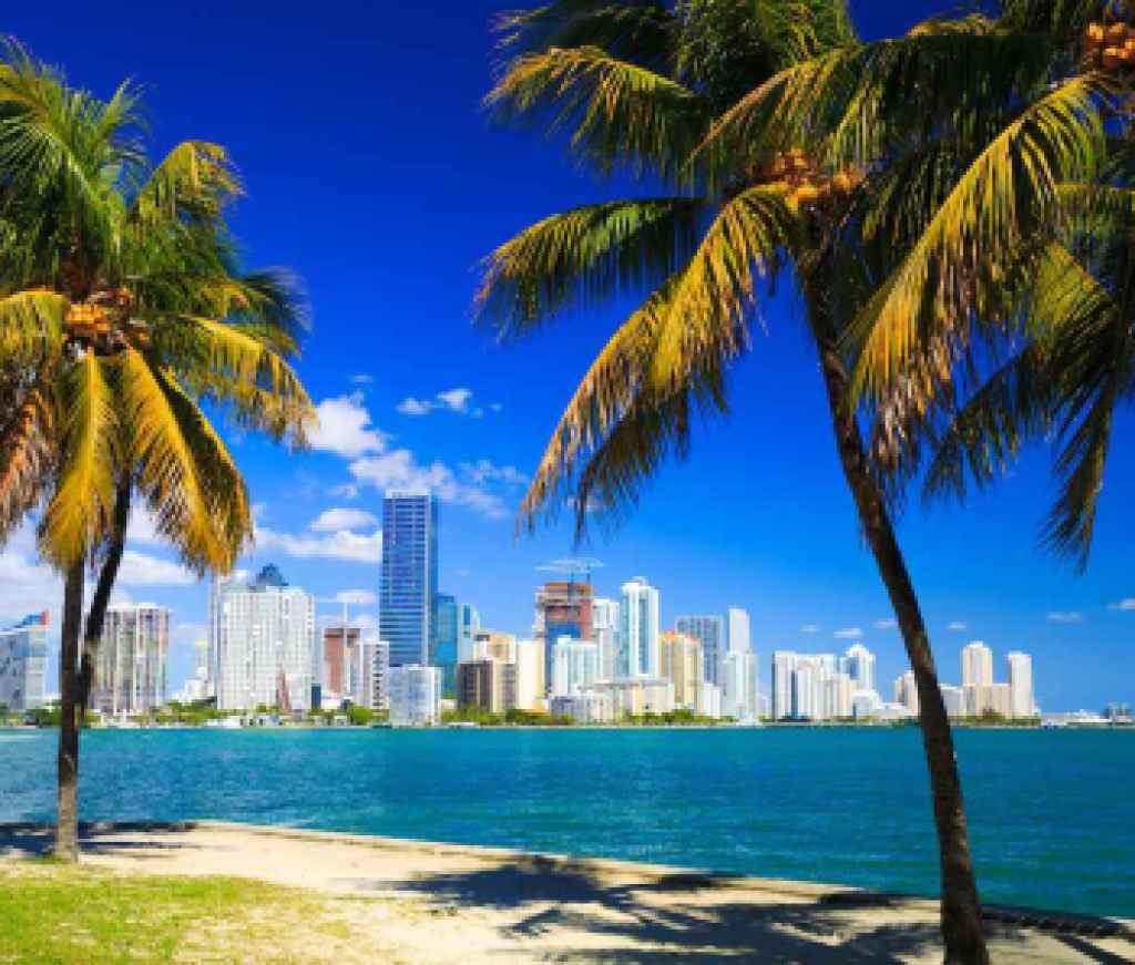 Miami Florida palm trees condos